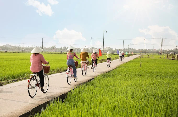 cycling by the rice fields
